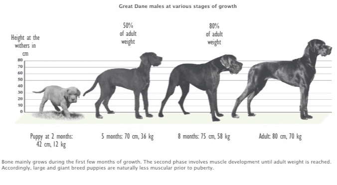 До какого возраста растут собаки