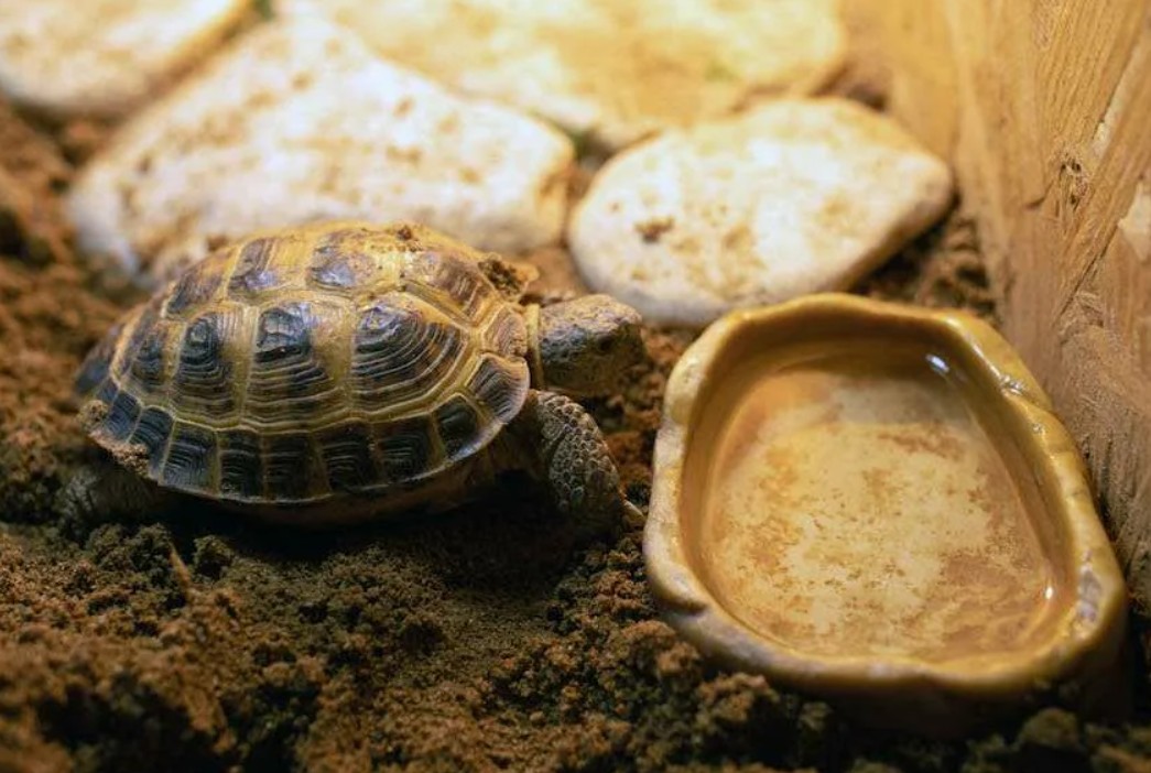 Фото сухопутной черепахи в домашних условиях