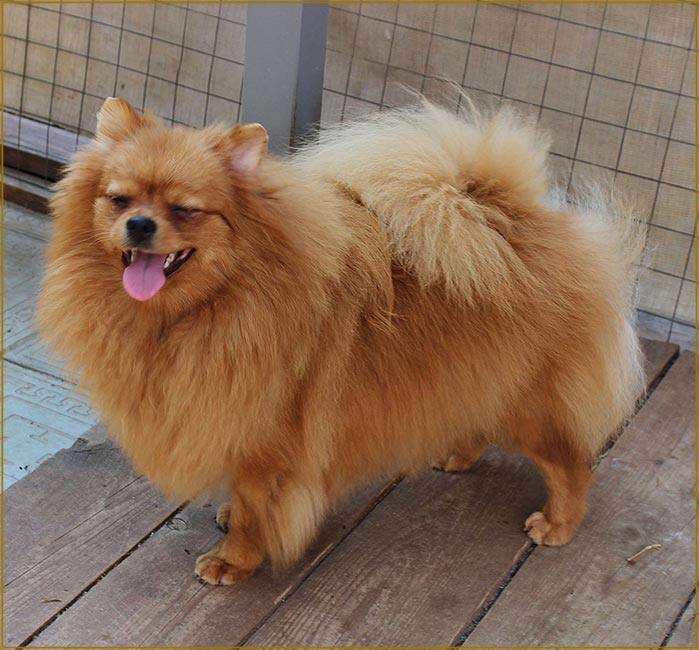 Большой немецкий шпиц - характеристика породы, уход и содержание, выбор щенка