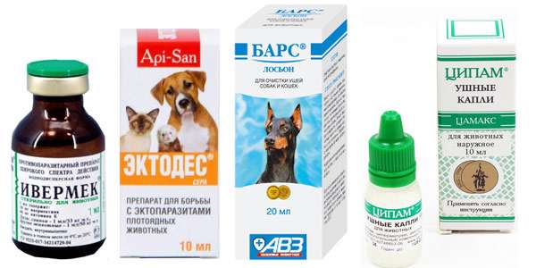Отодектоз (ушной клещ) у собак: симптомы и лечение