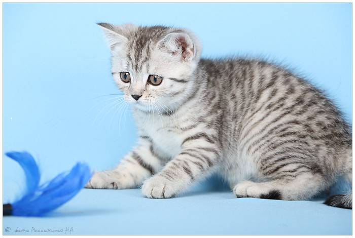 Что за порода кошек из рекламы «вискас»