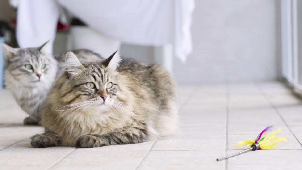 10 самых добрых и ласковых пород кошек