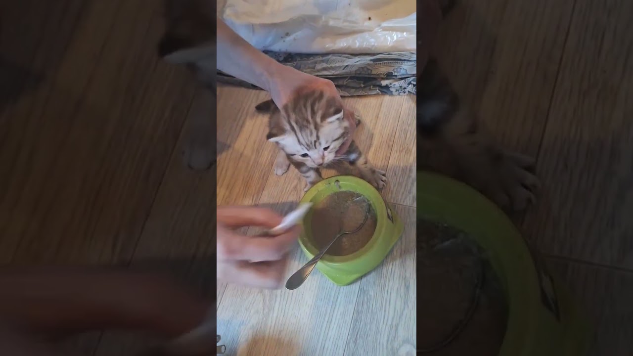 Как переводить котенка на сухой корм?