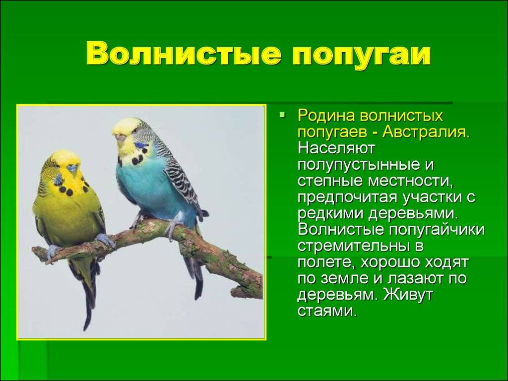 Попугай черноголовый каик - подвиды, уход, содержание в домашних условиях