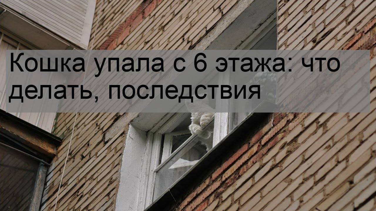 Падение с высоты кошки или кота - что делать, если кошка упала из окна? | caticat.ru