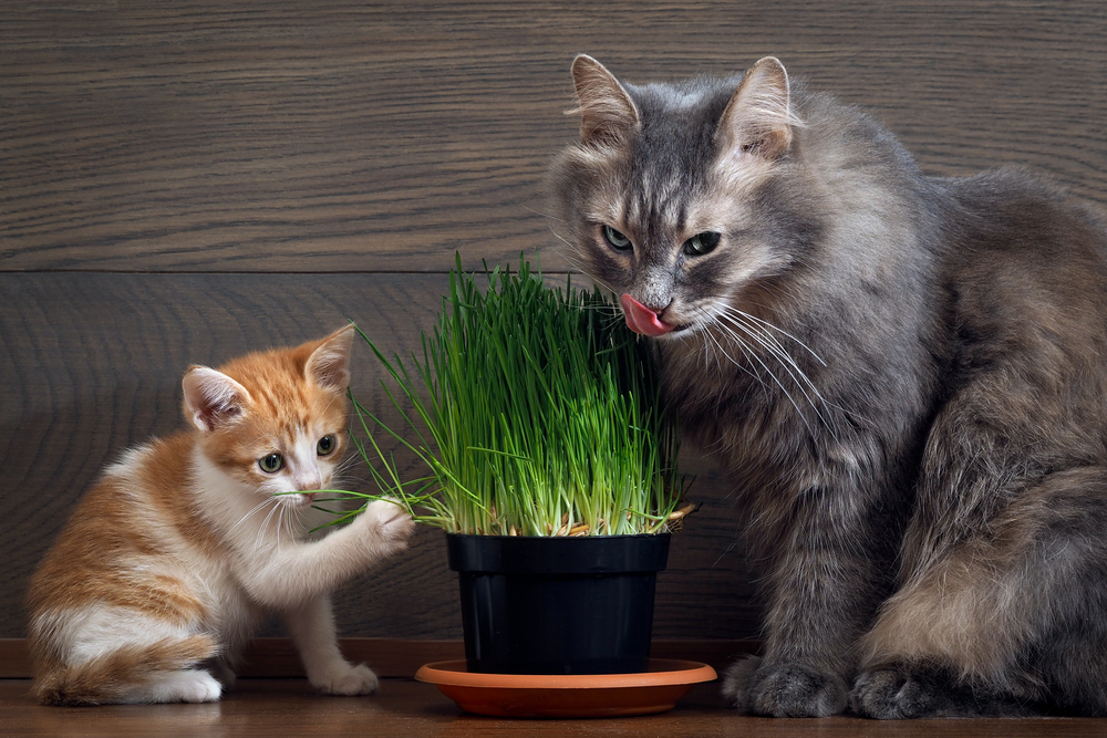 Какую траву любят кошки: перечень и метод выращивания