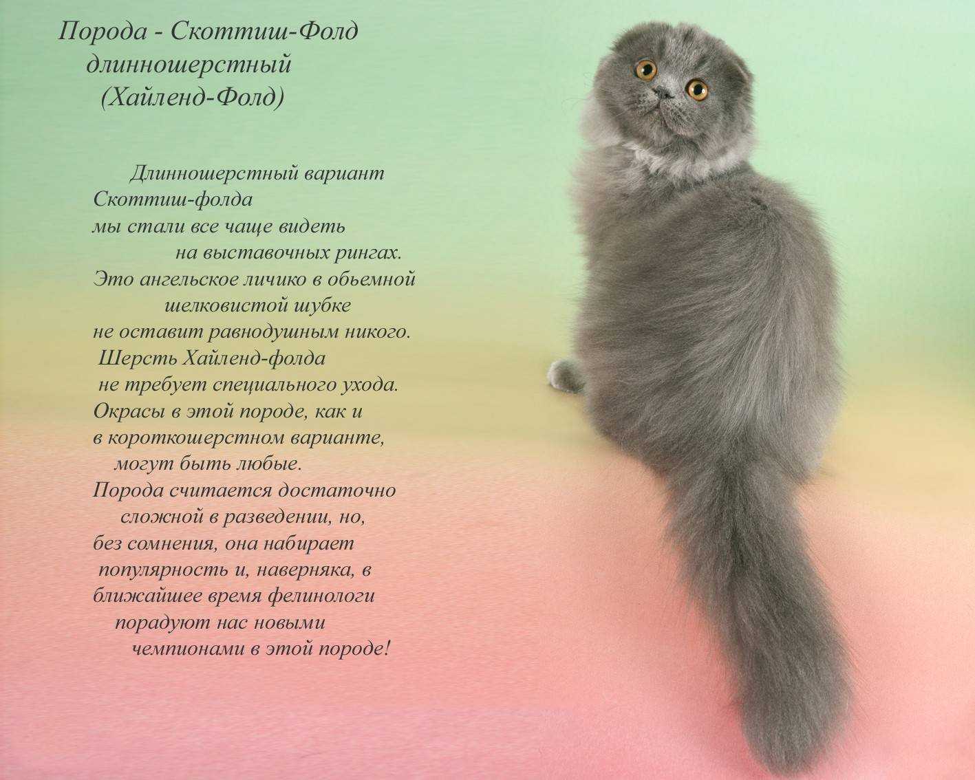 Шотландские котята уход, характер и особенности
