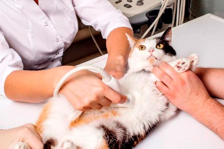 Как подготовить кошку к узи, диагностическая значимость узи для кошки