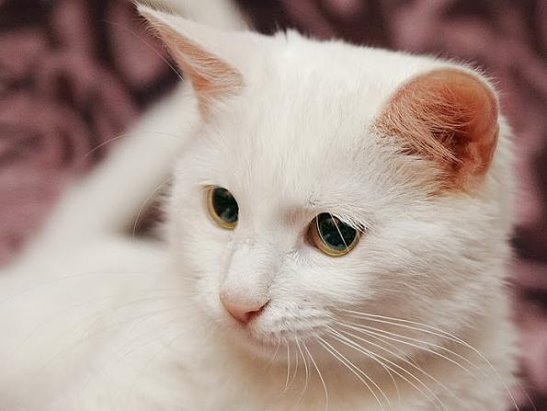 Белая кошка с голубыми глазами — обзор пород
