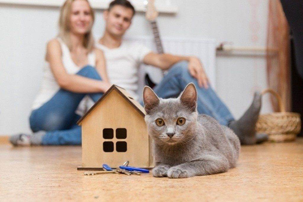 Как приучить кошку к новому месту жительства и адаптировать к новому хозяину