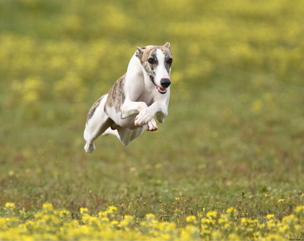 Самая быстрая собака: топ 10 пород. скорость бега собак км/ч.