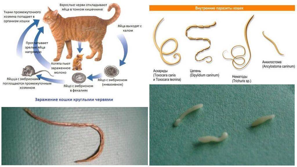 Глисты у кошек: как вывести паразитов