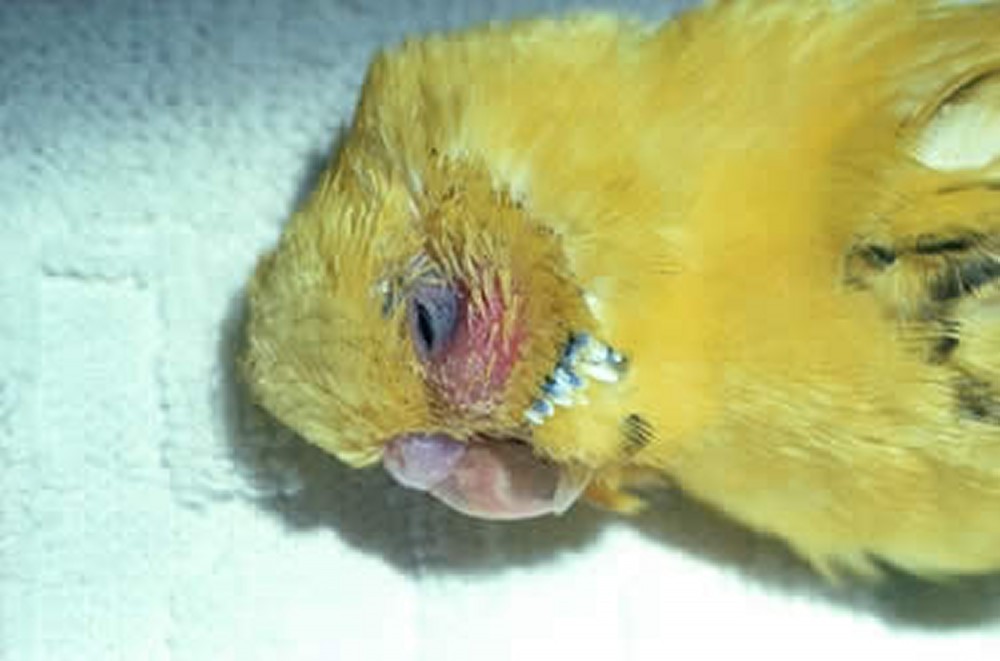 Причины, симптомы, лечение и профилактика воспаления зоба у попугаев