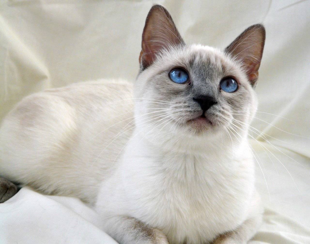 Кошки с голубыми глазами: список пород с фото