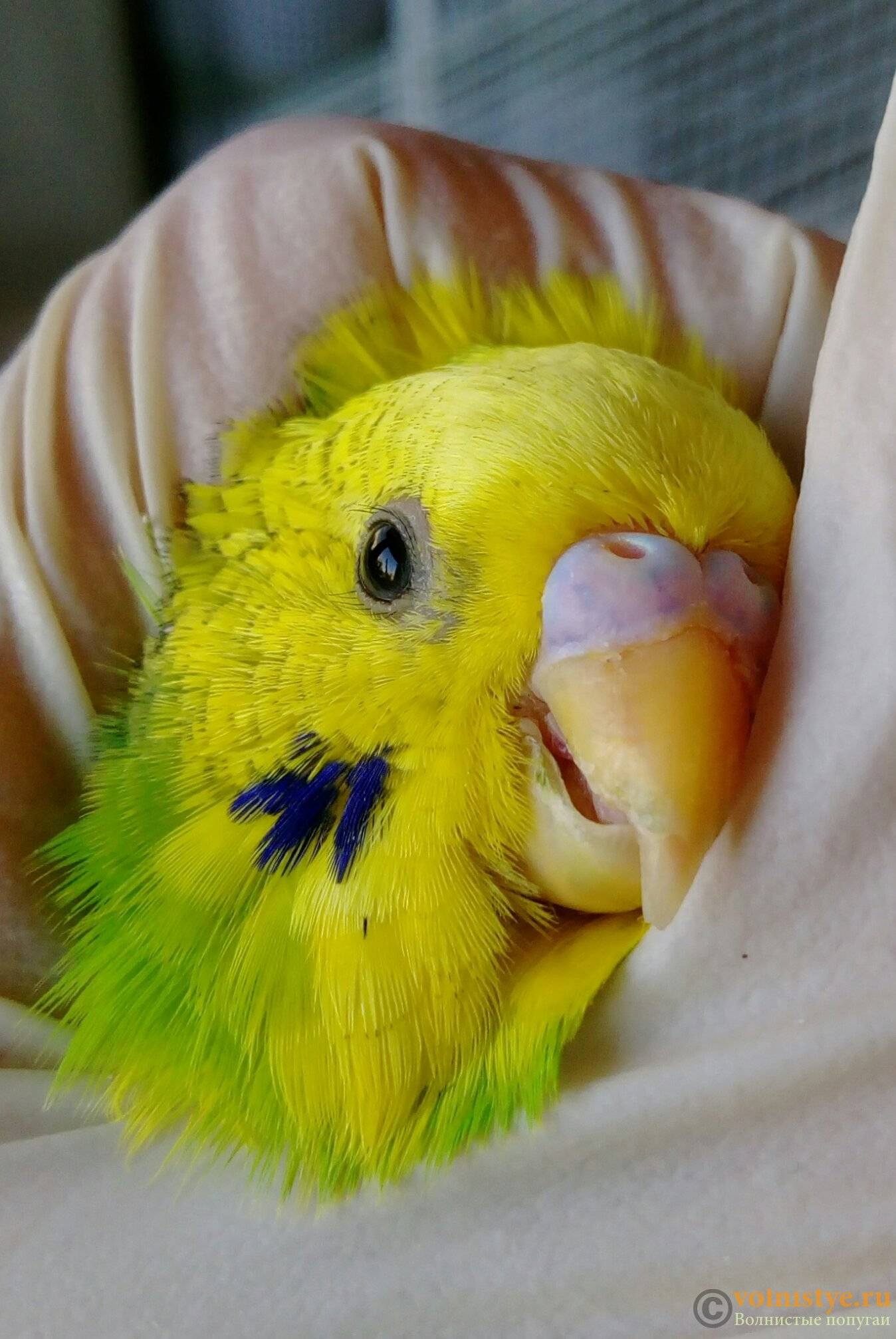 Клещ у волнистого попугая: симптомы и лечение чесоточного мазью
