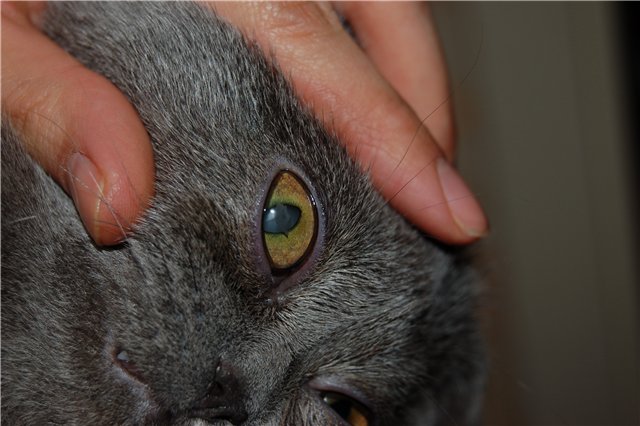 Болезни глаз у кошек - список, причины, симптомы и лечение