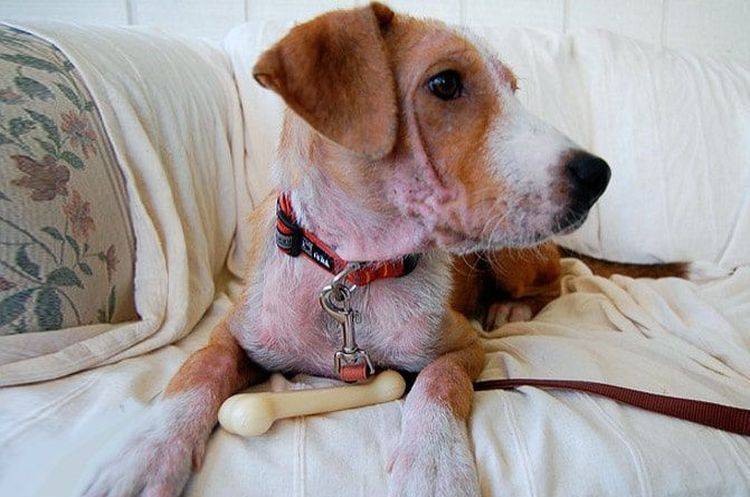 Демодекоз у собак – фото, симптомы и лечение