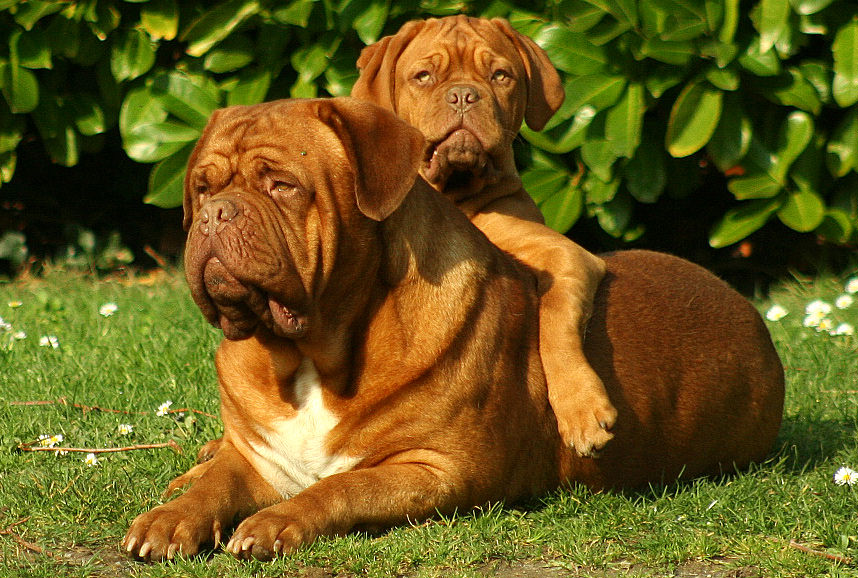Бордоский дог: описание породы французской собаки, сколько живет, особенности, фото щенков