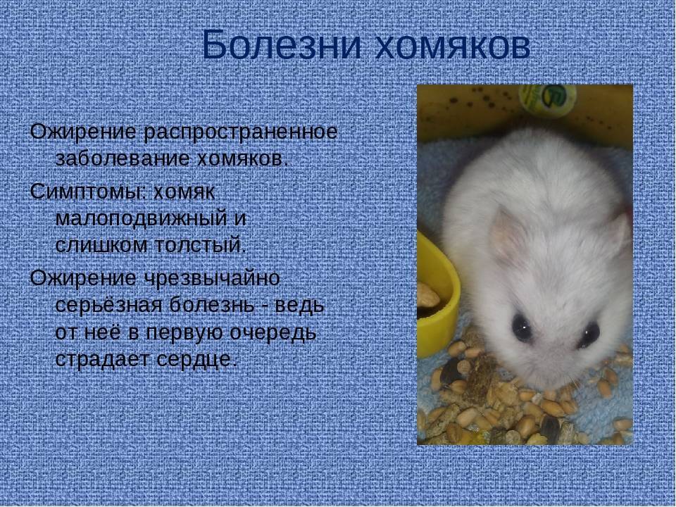 Бывают ли у хомяков блохи и что делать если появились, как вывести?