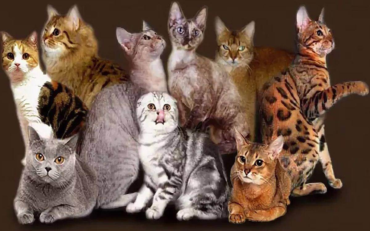 Какие бывают самые редкие породы кошек на планете?
