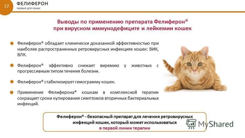 Вирусный лейкоз у кошек | сеть ветеринарных клиник «ветус»
