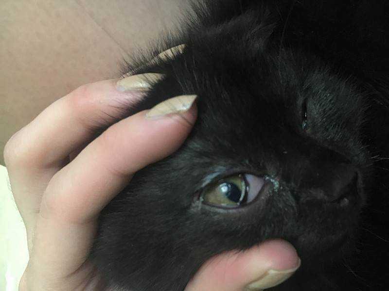 Бельмо на глазу у кошки, лечение патологии: почему у животного орган зрения затягивает пленкой?