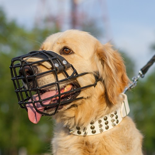 Намордники для собак: какие бывают и как выбрать