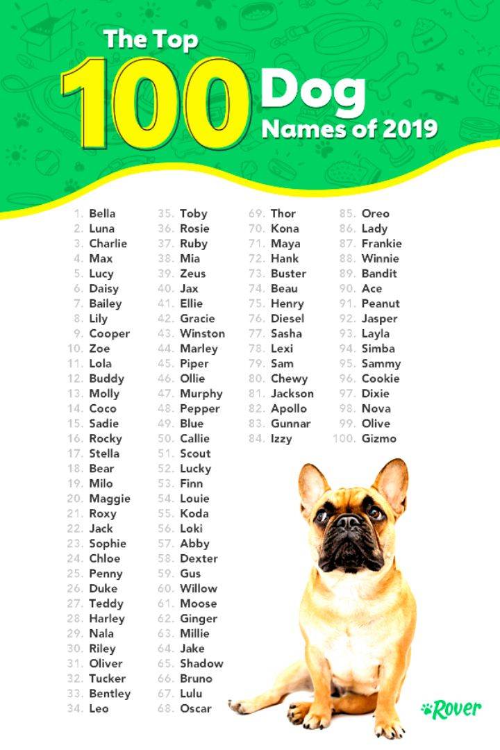 Английские клички для собак: как не сделать ошибку в выборе имени