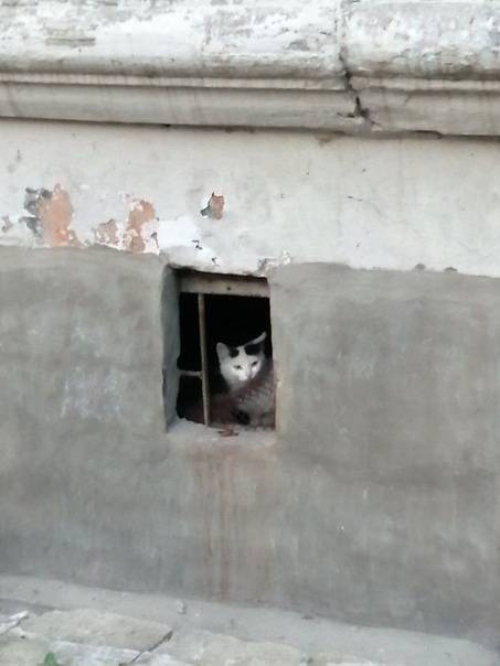 Где искать кошку, которая выпала в окно - gafki.ru