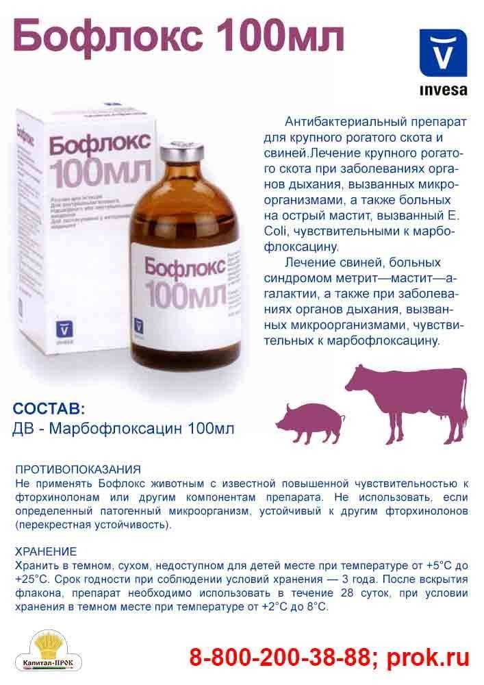 Морская свинка не ест: что делать? профсоветы ветеринара