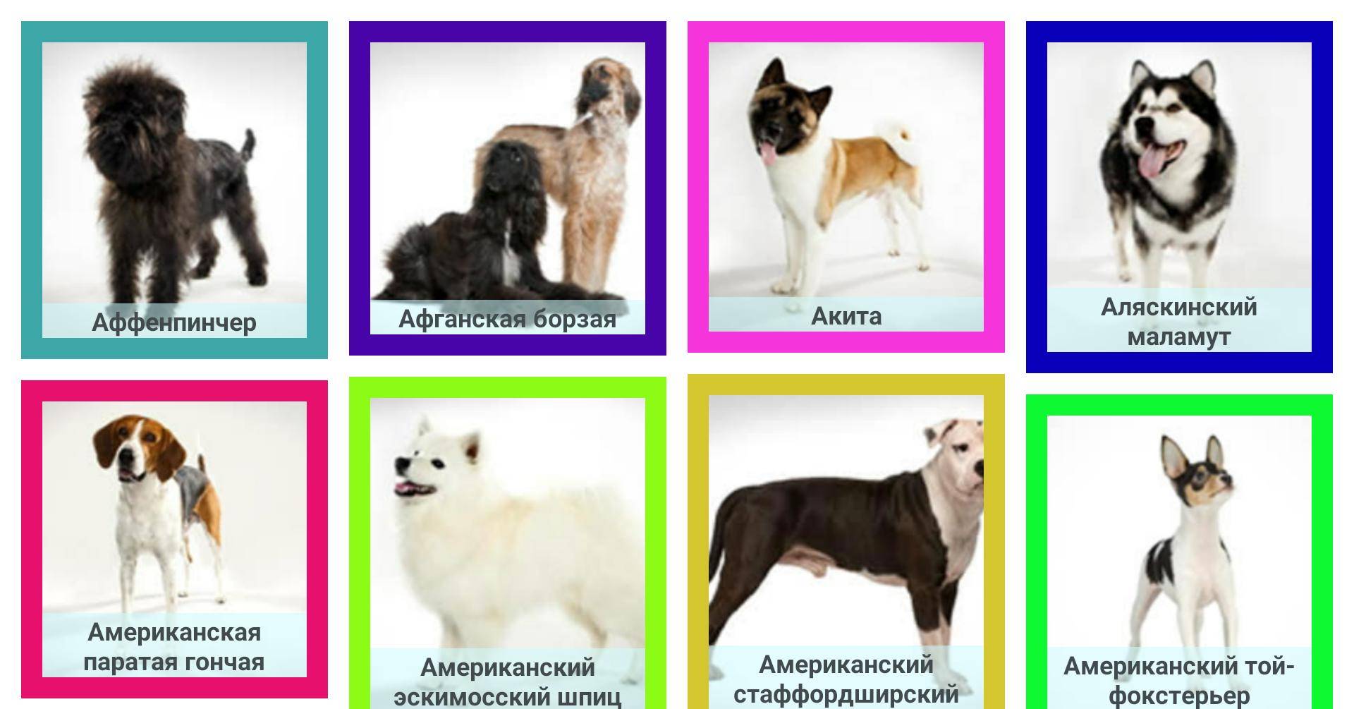 12 пород популярных пород декоративных собак | pet7