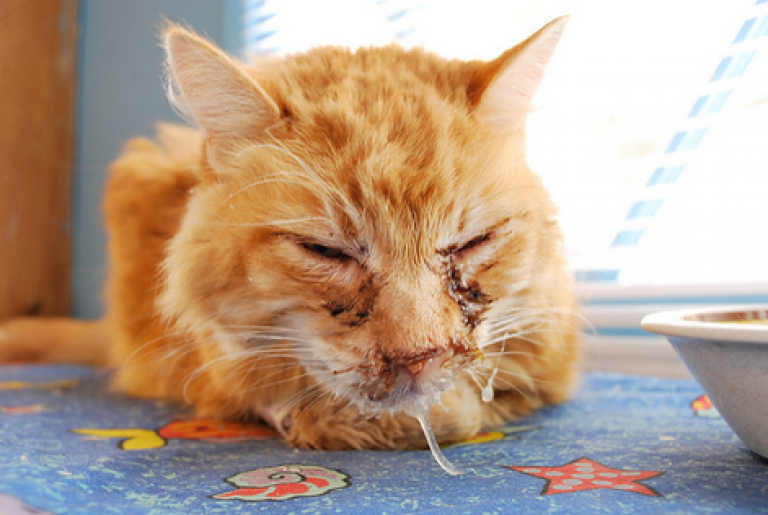 Хламидиоз у кошек, симптомы, пути передачи и лечение | дети фауны