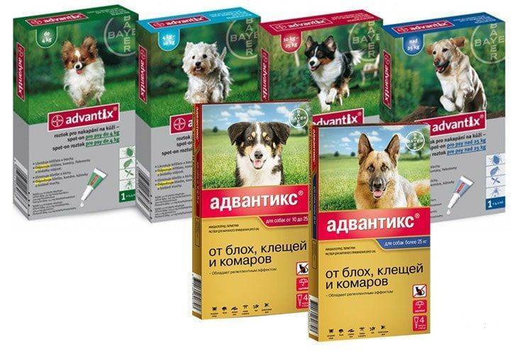 Адвантикс для собак – достоинства и недостатки препарата. адвантикс для собак – защита от блох и клещей
