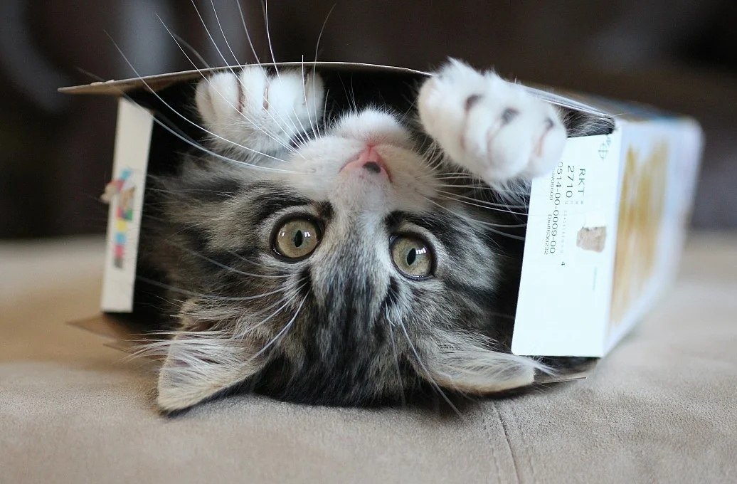 По каким причинам кошки любят и залезают в пакеты и картонные коробки