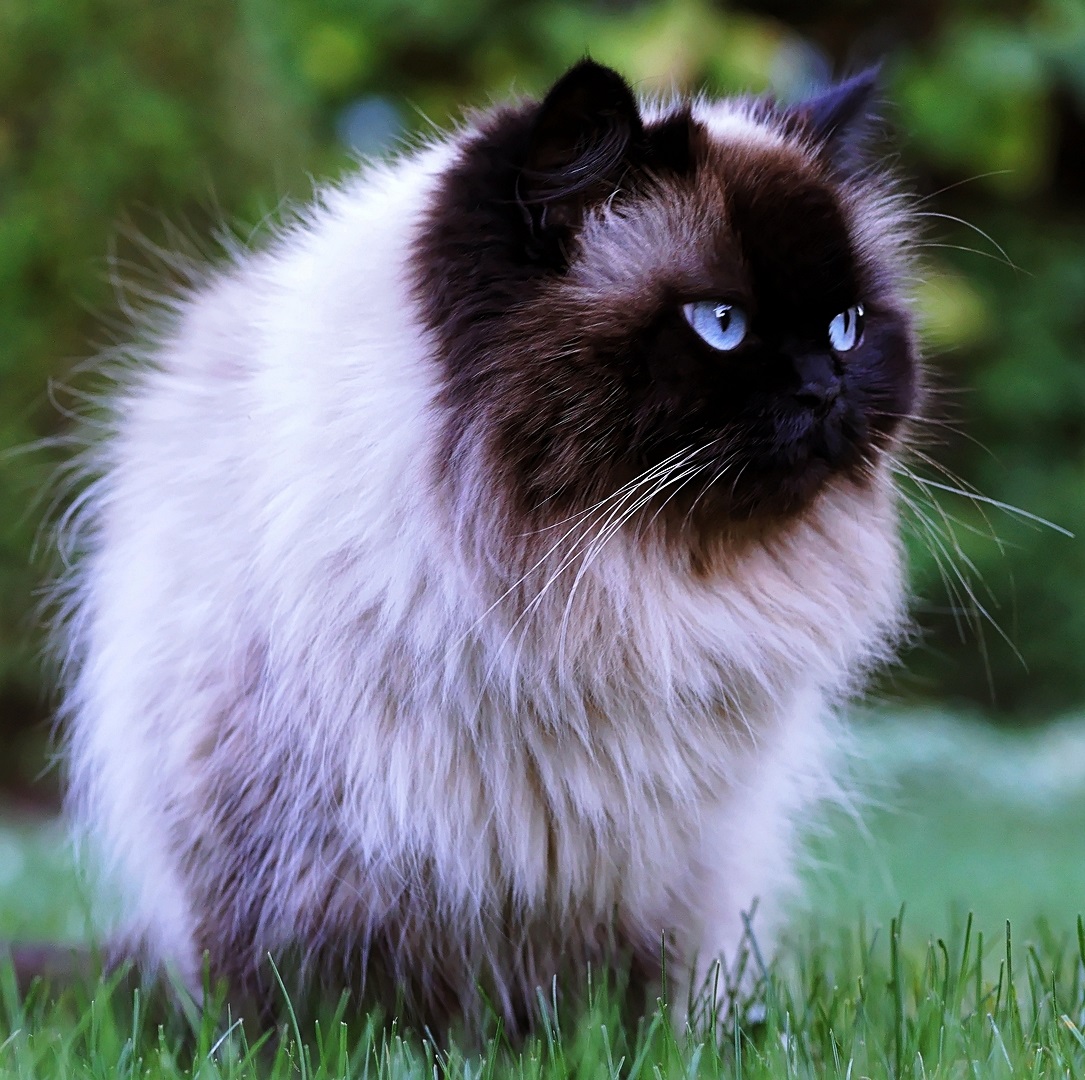 Гималайская кошка: порода, никогда не жившая в горах