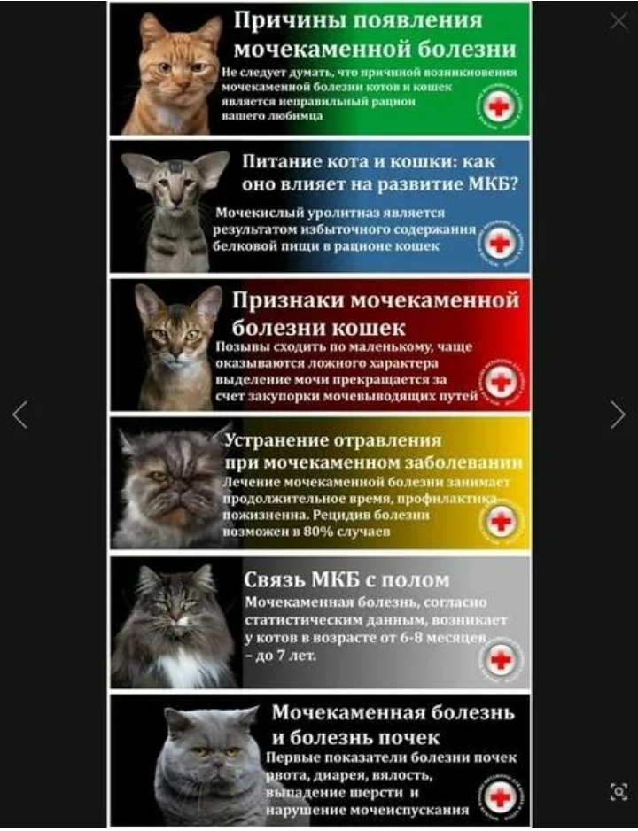 Мочекаменная болезнь у котов: первые симптомы, лечение и профилактика  - mimer.ru