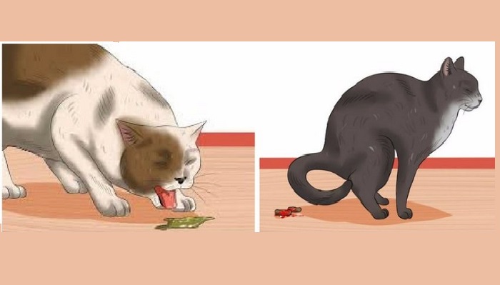 Что дать коту от рвоты - лечение кошки