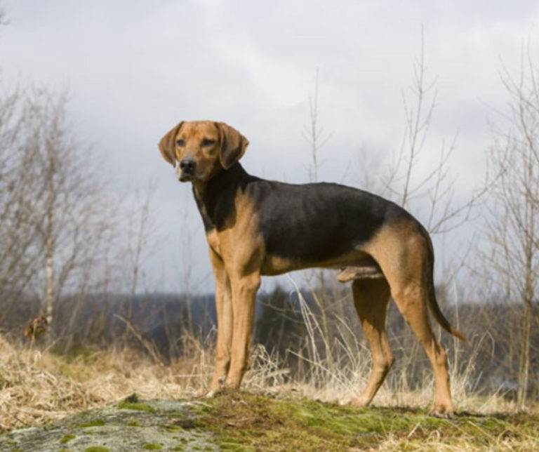 Гончая шиллера (шиллерстёваре): описание породы, характер, фото | все о собаках