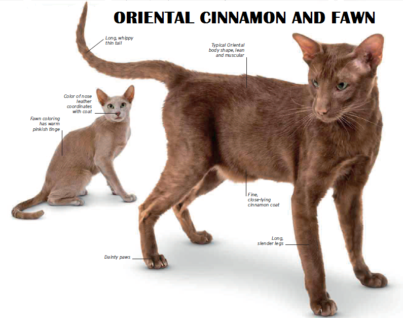 Кошки ориенталы – особенности и фото породы