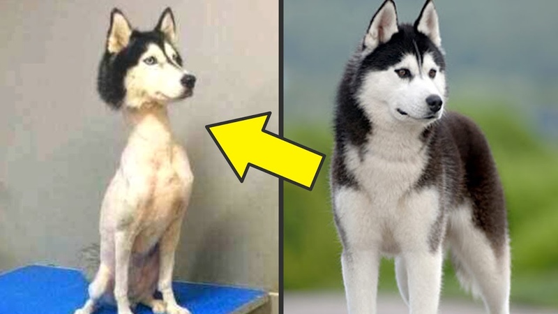 Породы собак похожие на хаски