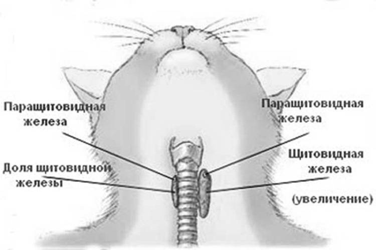 Гипертиреоз у кошек - симптомы и лечение, профилактика