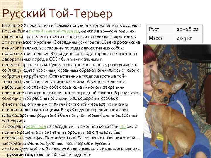 Длинношёрстный той-терьер