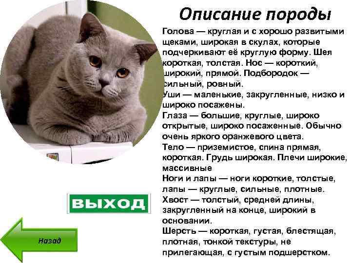 Самые ласковые породы кошек: какая порода кошек самая спокойная и ласковая?