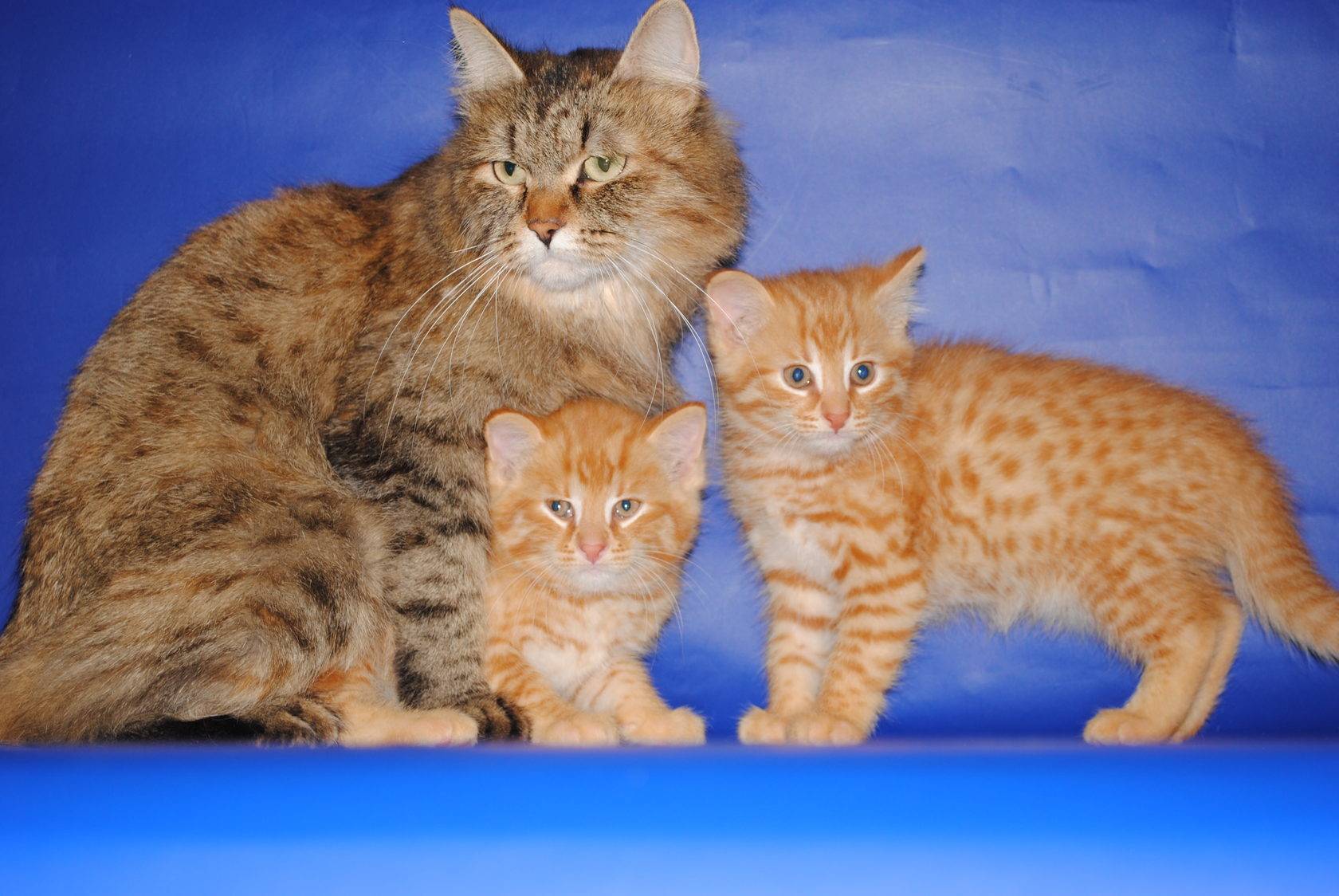 Уссурийская кошка - породы кошек с фотографиями