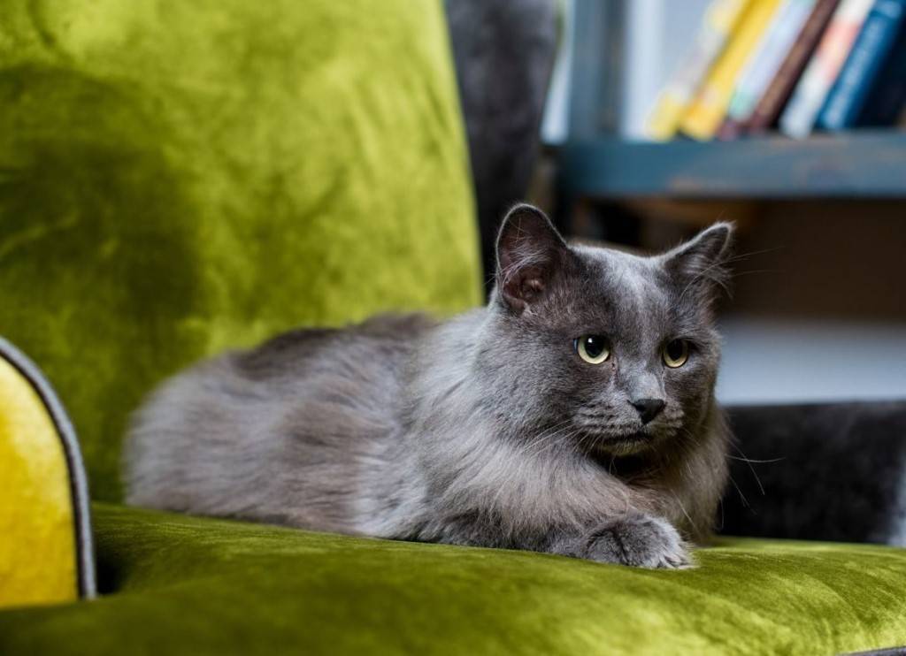 Нибелунг порода кошек: фото, описание и характеристики