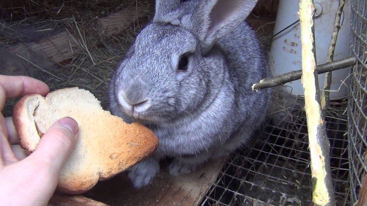 Можно ли кроликов кормить хлебом и как правильно это делать?