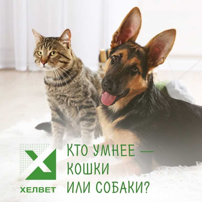 Кто умнее: кошки или собаки?
