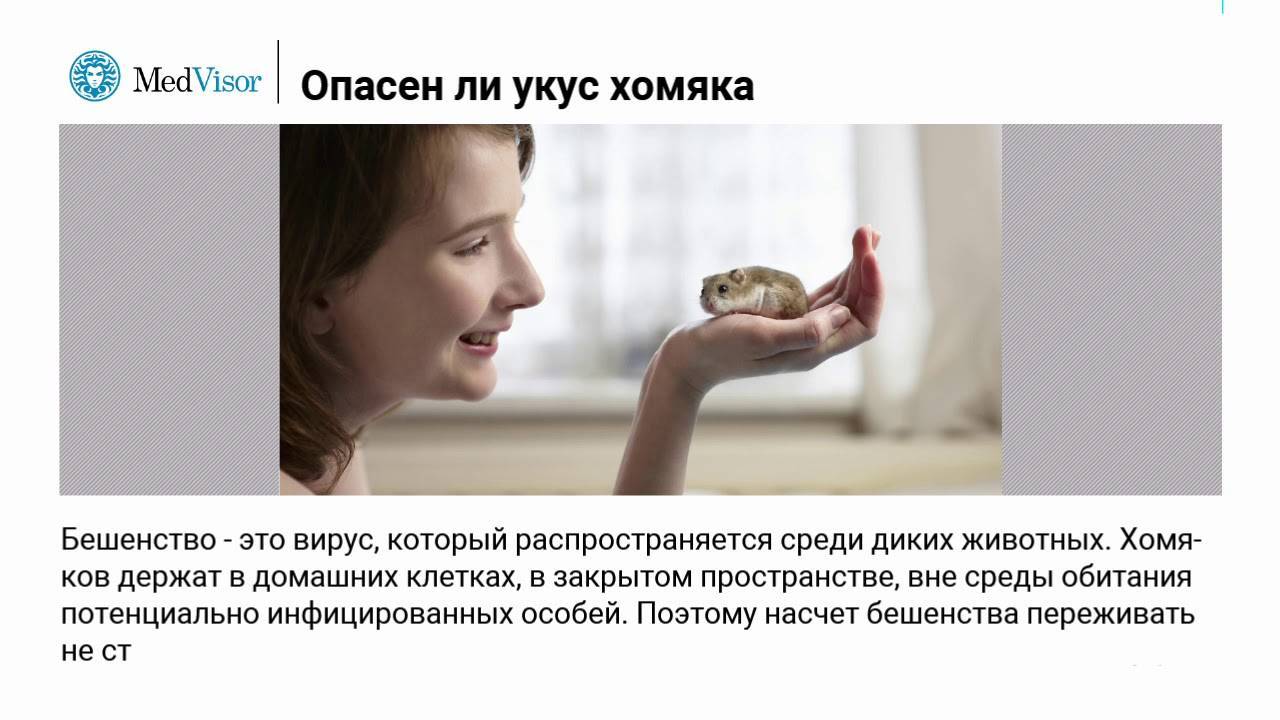 Укусил хомяк, что делать и почему это произошло