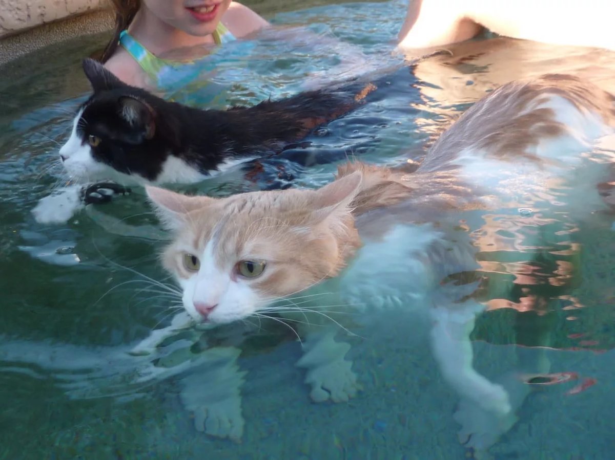 10 пород кошек, которые любят плавать