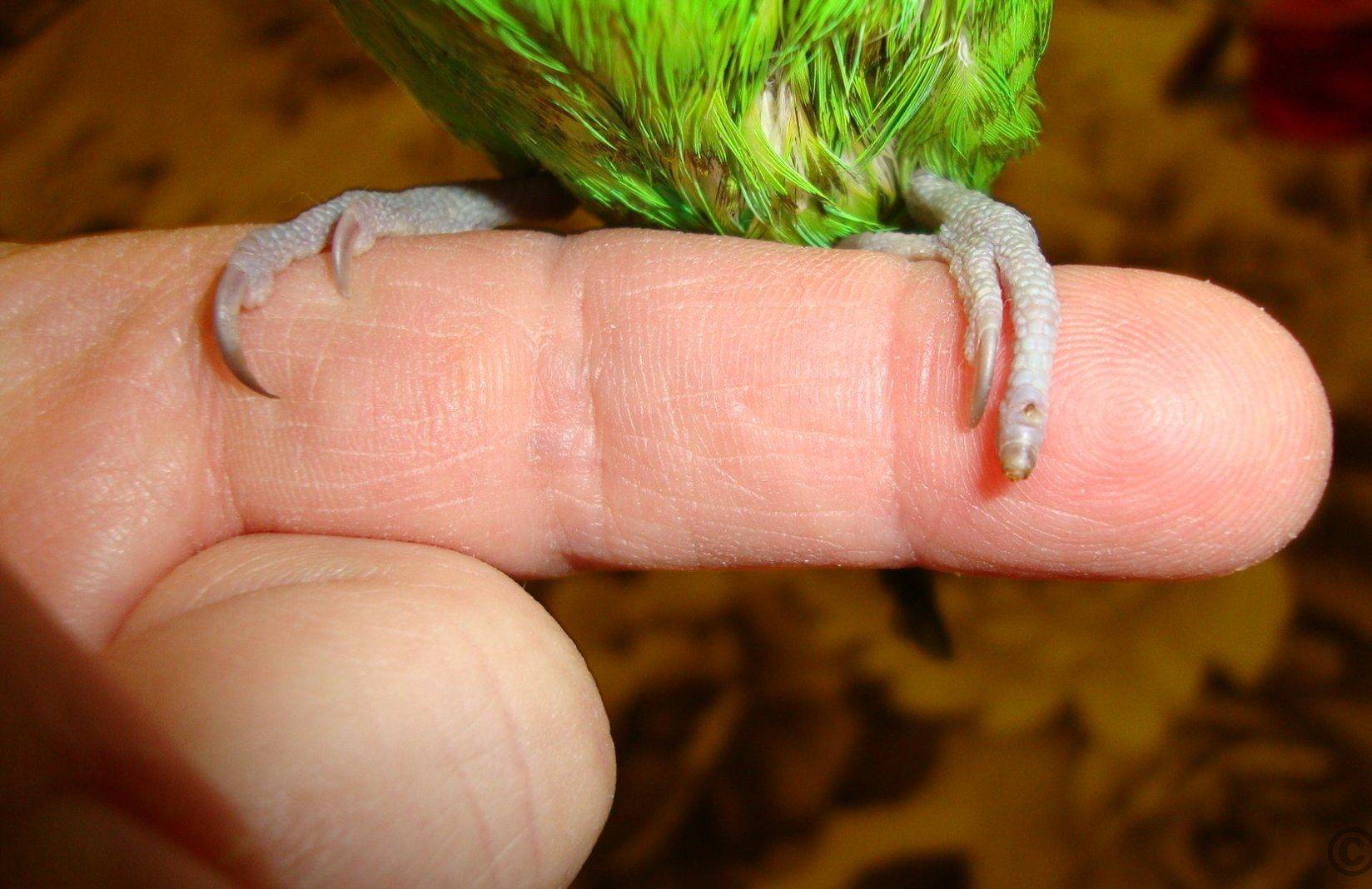 Как обрезать когти попугаю и зачем это нужно